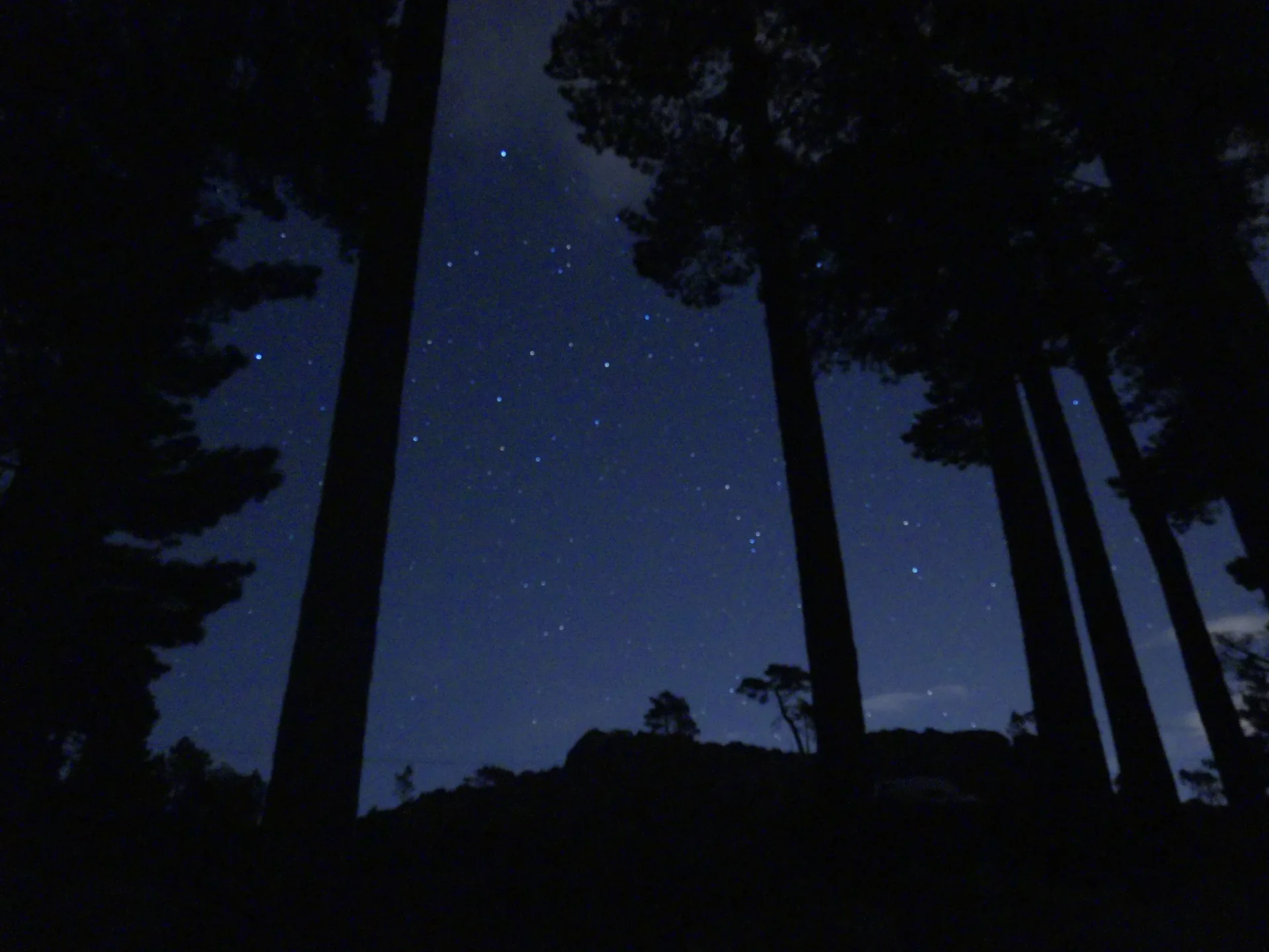 Ciel étoilé photographié entre des pins en silhouette la nuit en Corse
