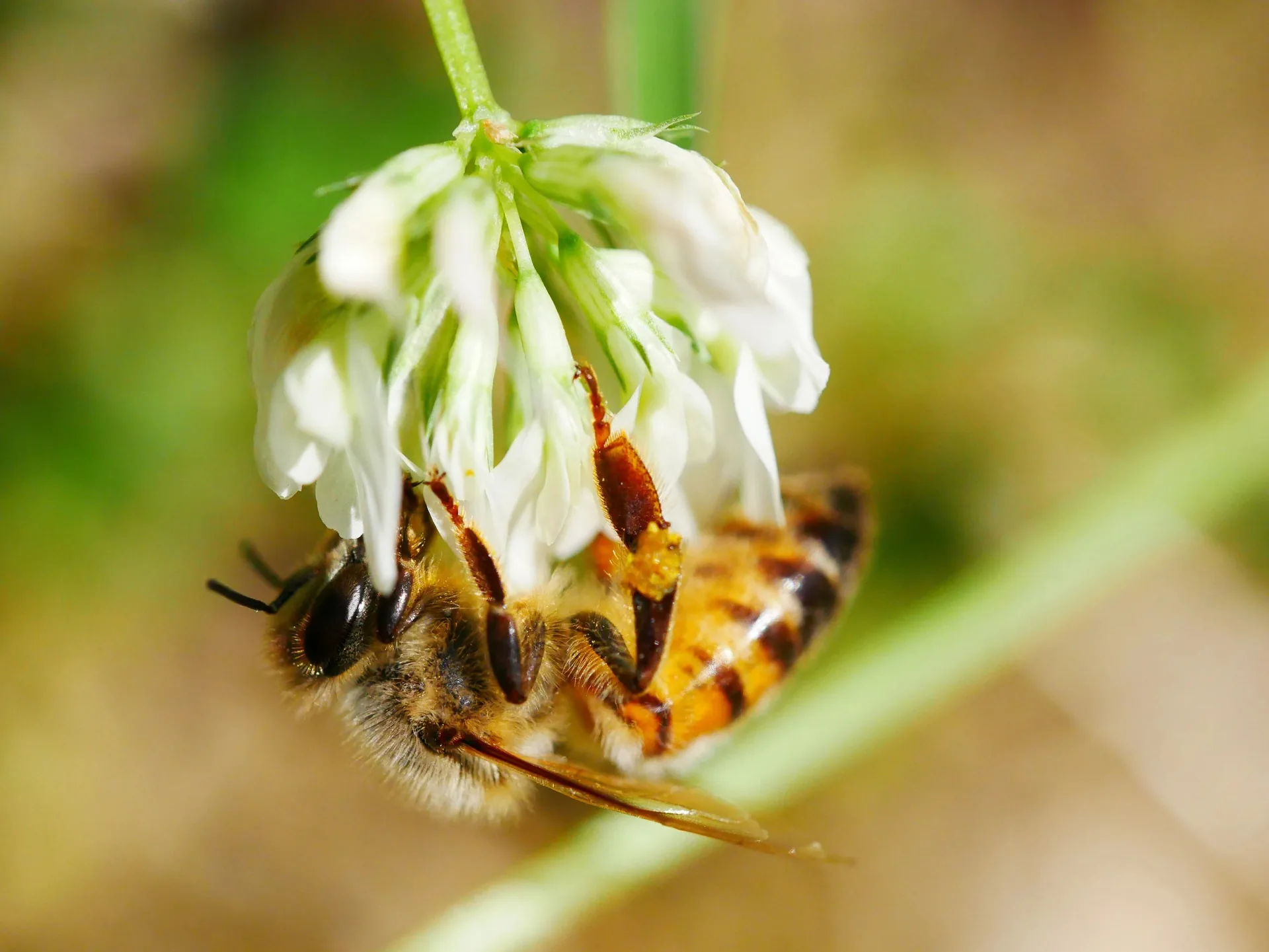 Macro d'une abeille récoltant le nectar d'une fleur de trèfle blanc