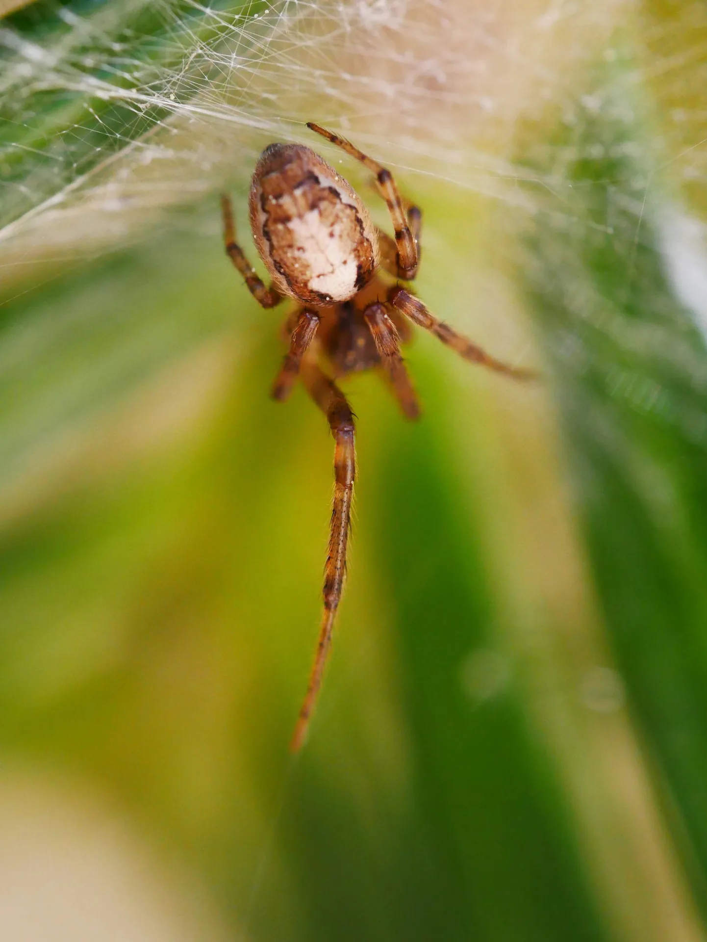 Macro d'une araignée brune dans sa toile avec fond vert bokeh
