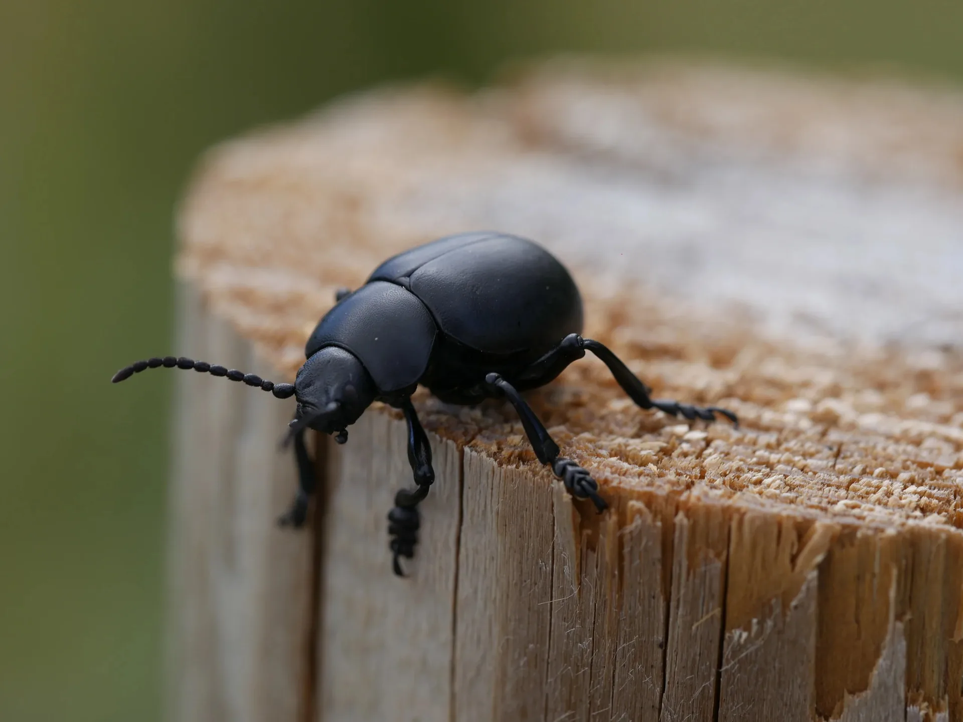 Macro d'un coléoptère noir mat (blaps) sur un bois weathered avec fond vert