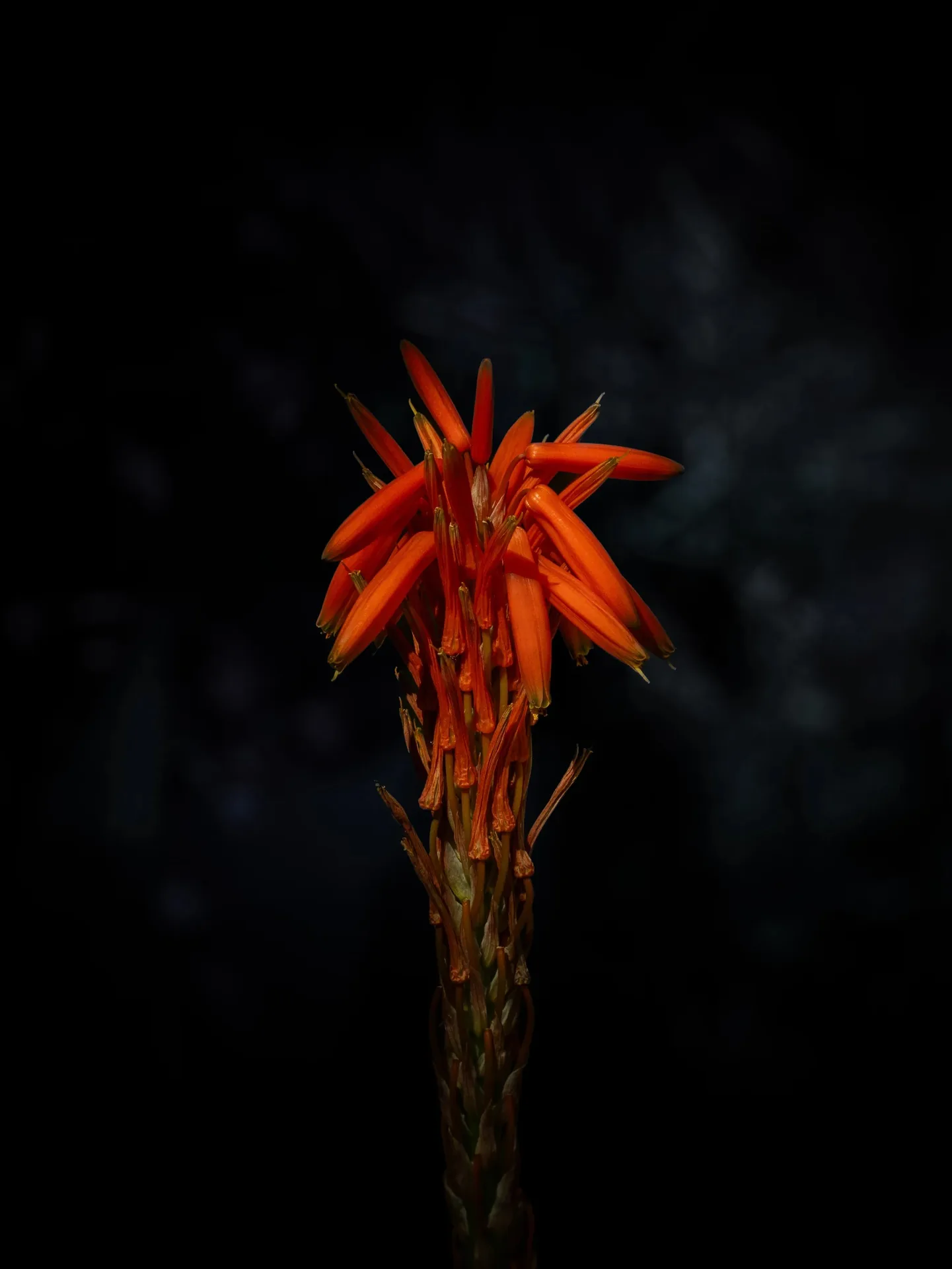 Macro d'une fleur d'aloès orange-rouge sur fond noir sombre