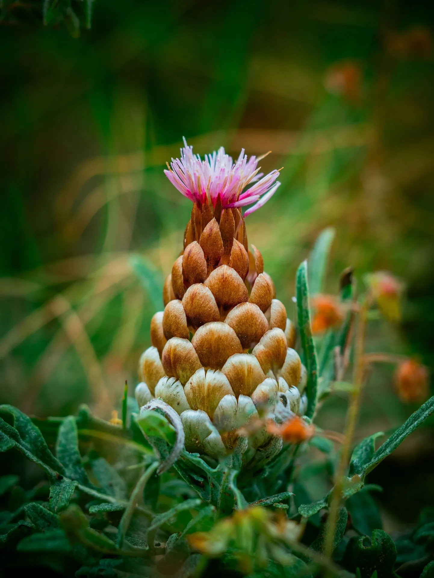 Macro d'une fleur de chardon ou centaurée violet en garrigue