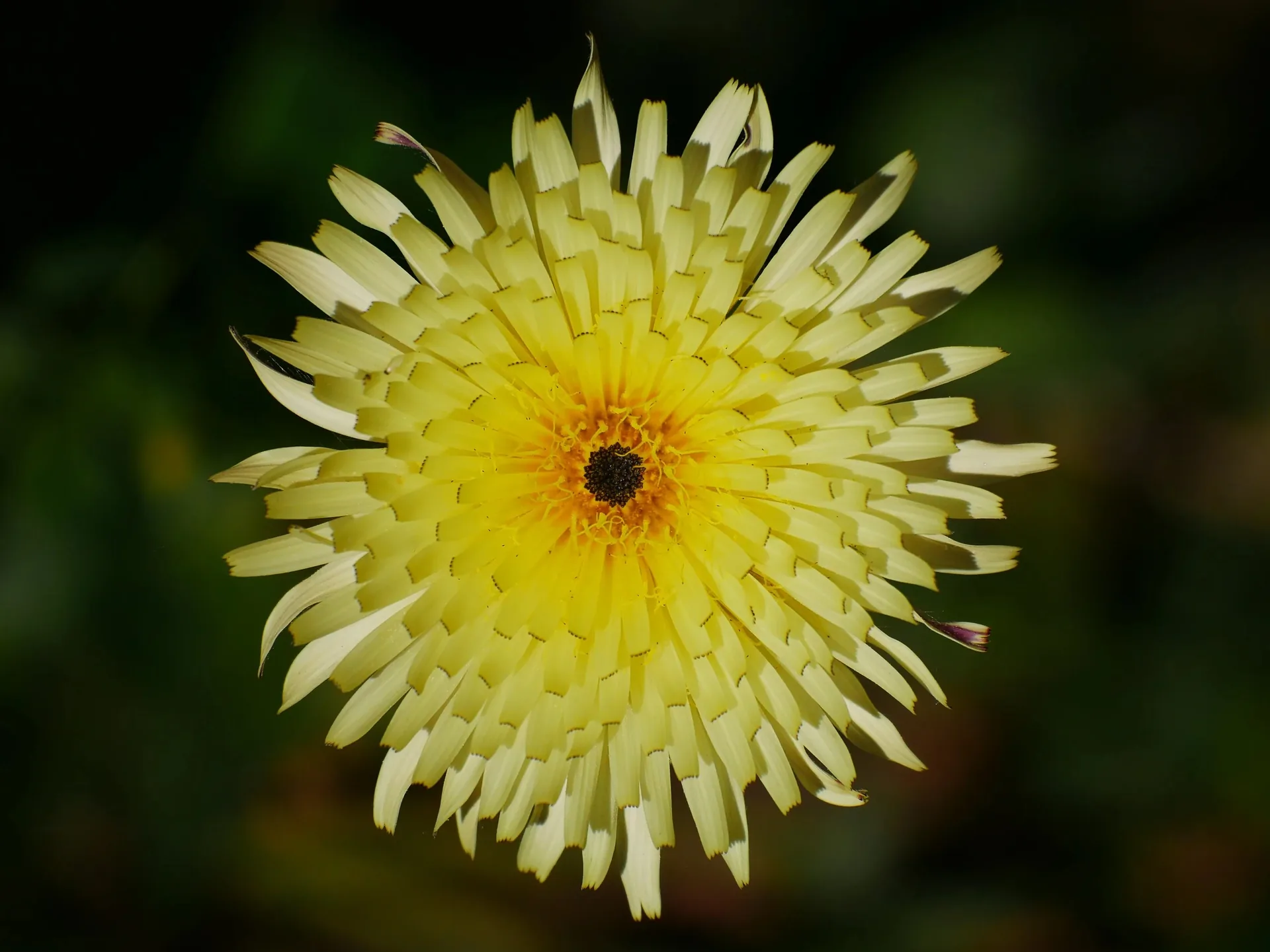 Macro d'une fleur de pissenlit ou salsifis jaune vue de dessus sur fond sombre