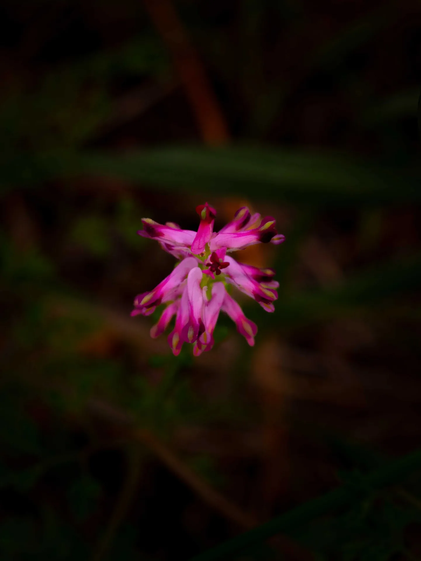 Macro d'une fleur rose-magenta sur fond de végétation sombre