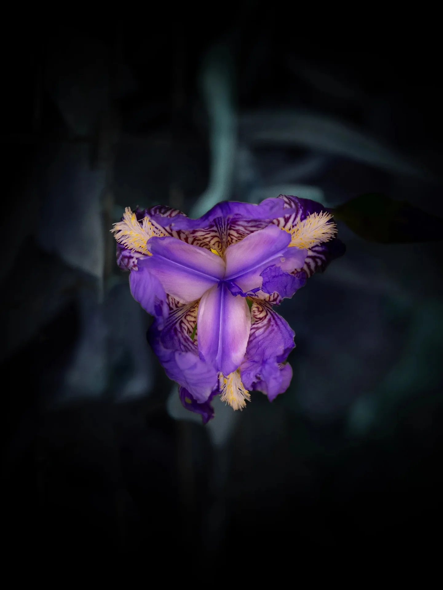Macro d'un iris violet avec pistils jaunes sur fond sombre