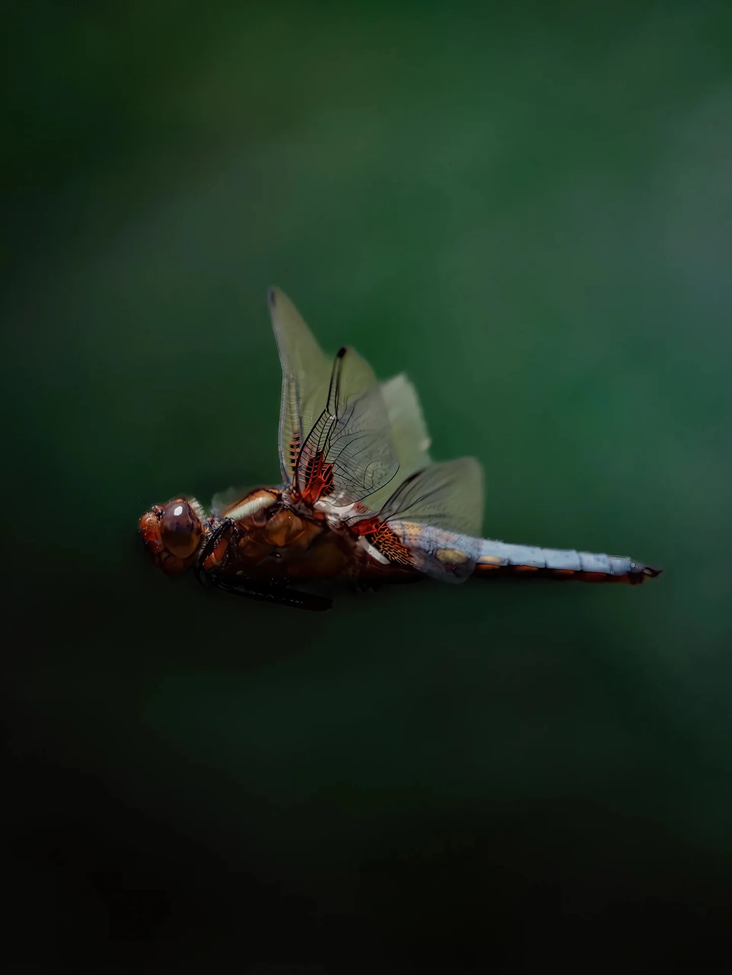 Macro d'une libellule en vol sur fond vert