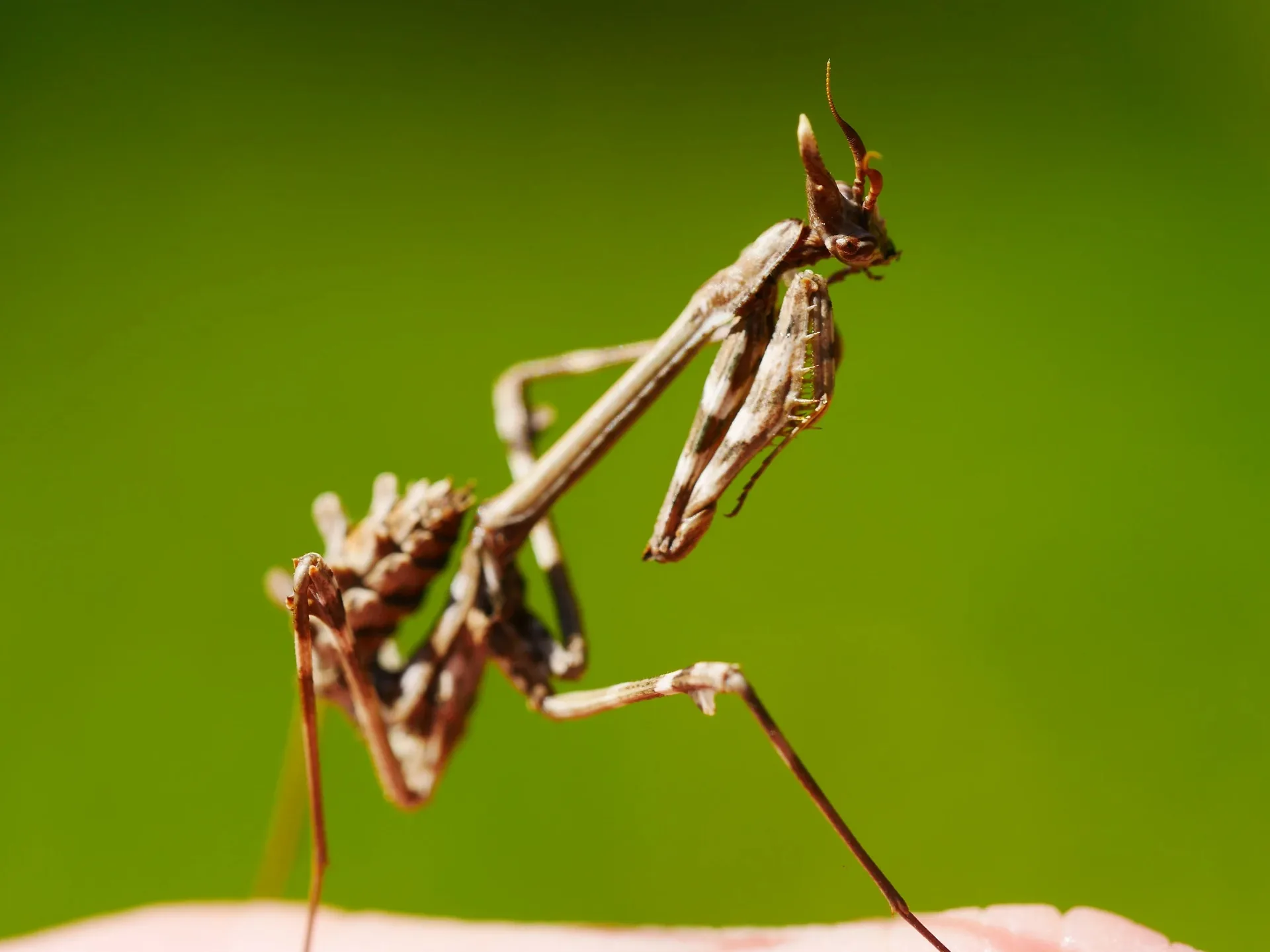 Macro d'une mante religieuse brune sur fond vert