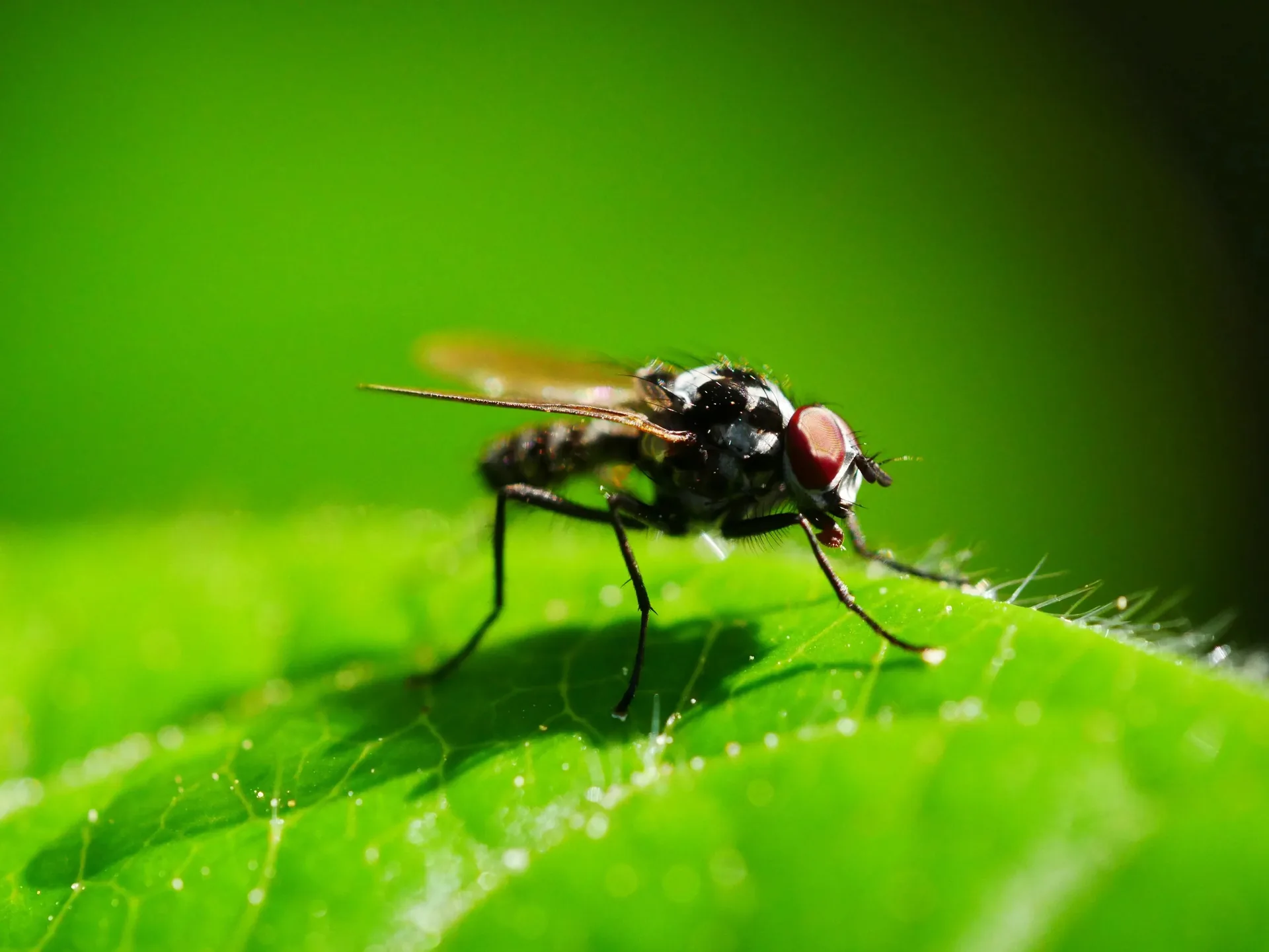 Macro d'une mouche aux yeux rouges sur une feuille verte