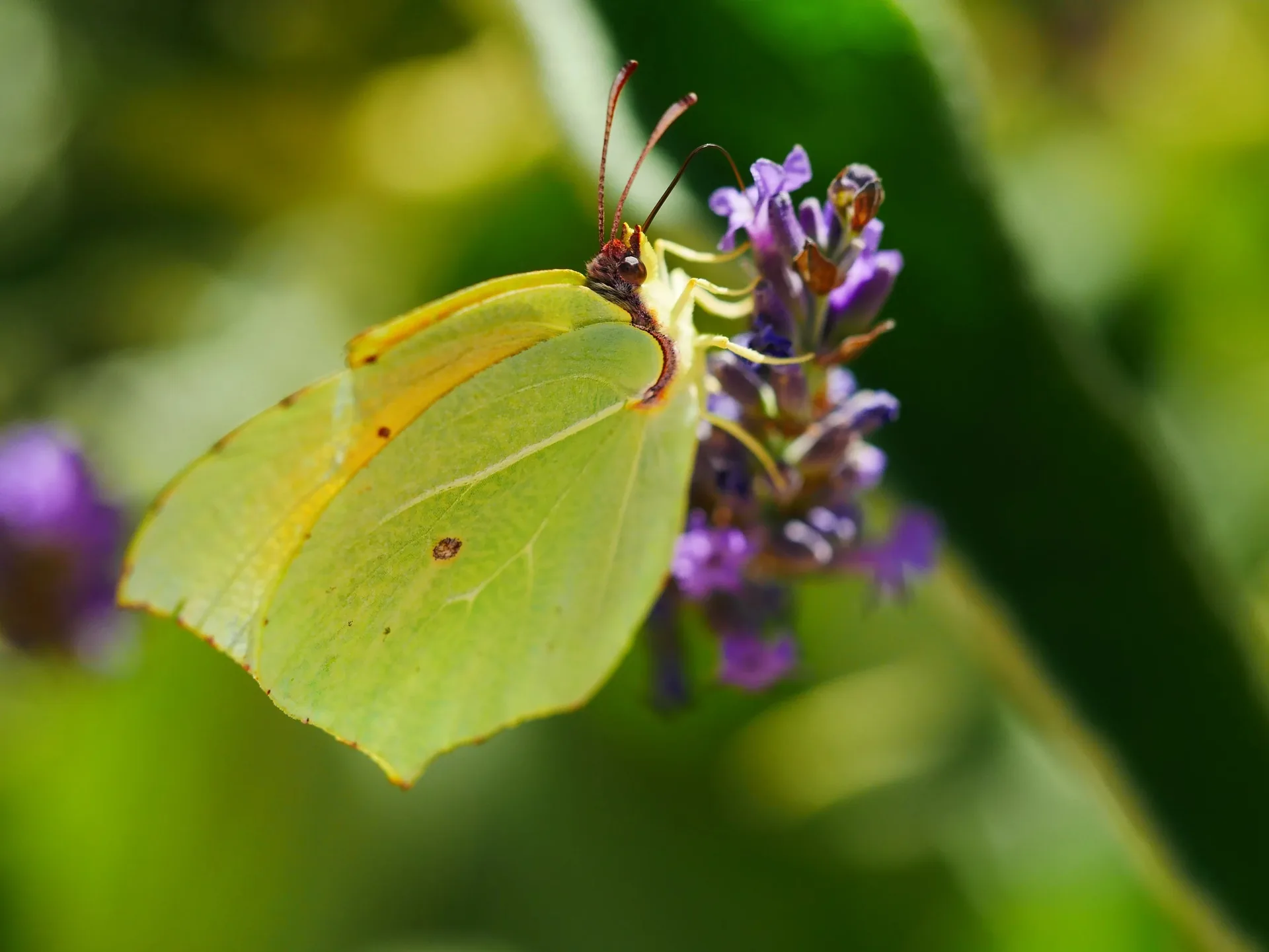 Macro d'un papillon citron jaune-vert sur une fleur de lavande