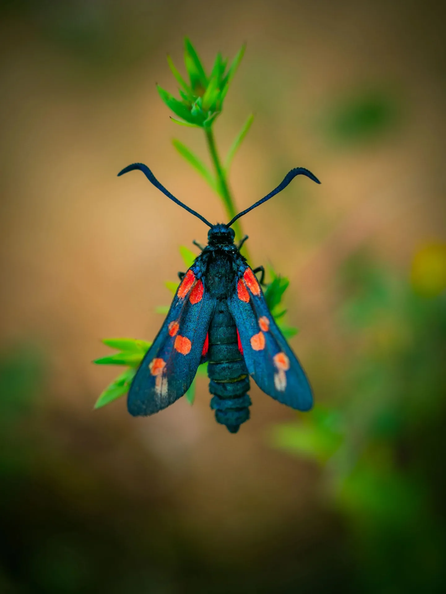 Macro d'une zygène aux ailes bleues à points rouges sur plante de garrigue