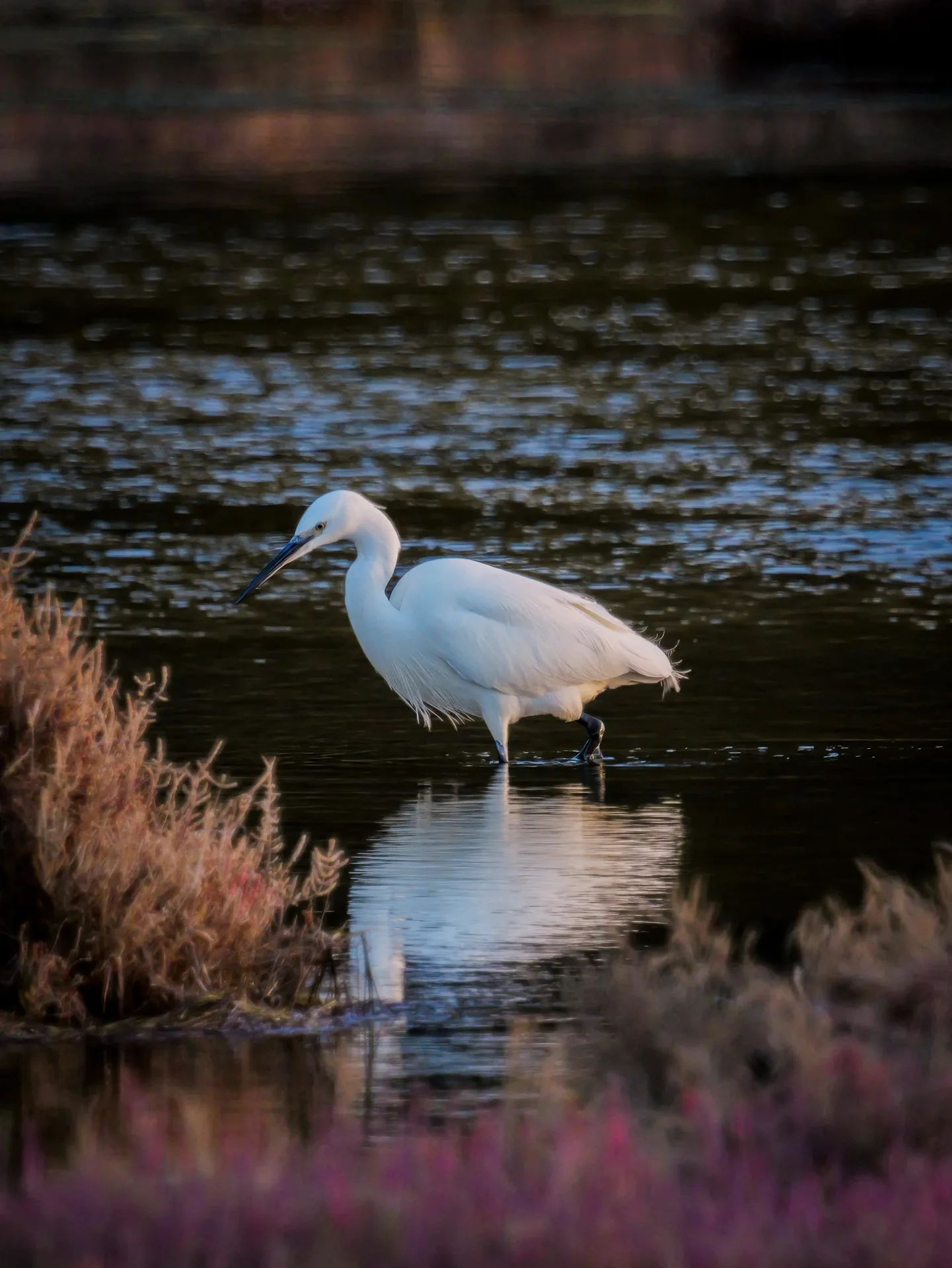 Aigrette blanche marchant dans l'eau avec reflet au coucher du soleil