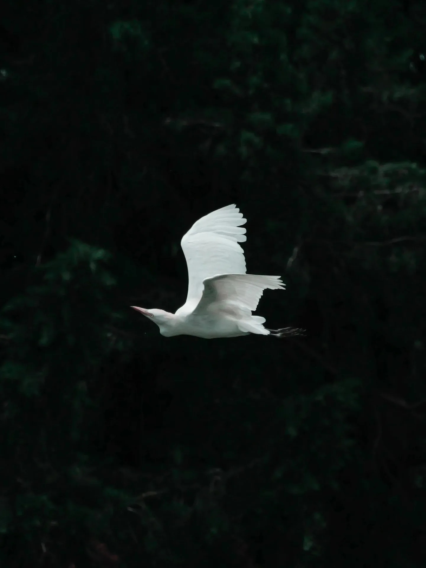 Aigrette blanche en vol devant un fond de végétation