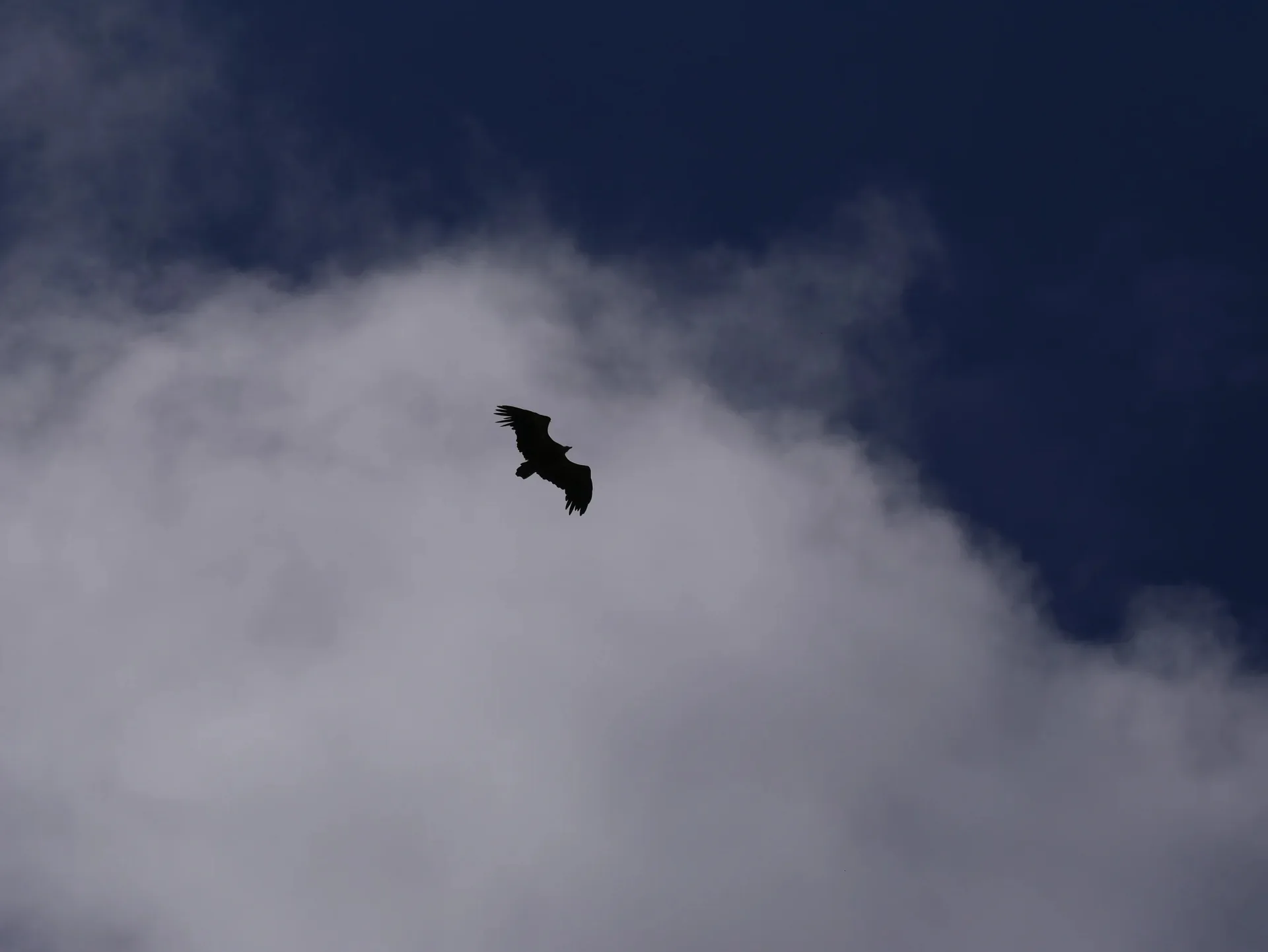 Silhouette d'un rapace en vol devant un nuage sur ciel bleu