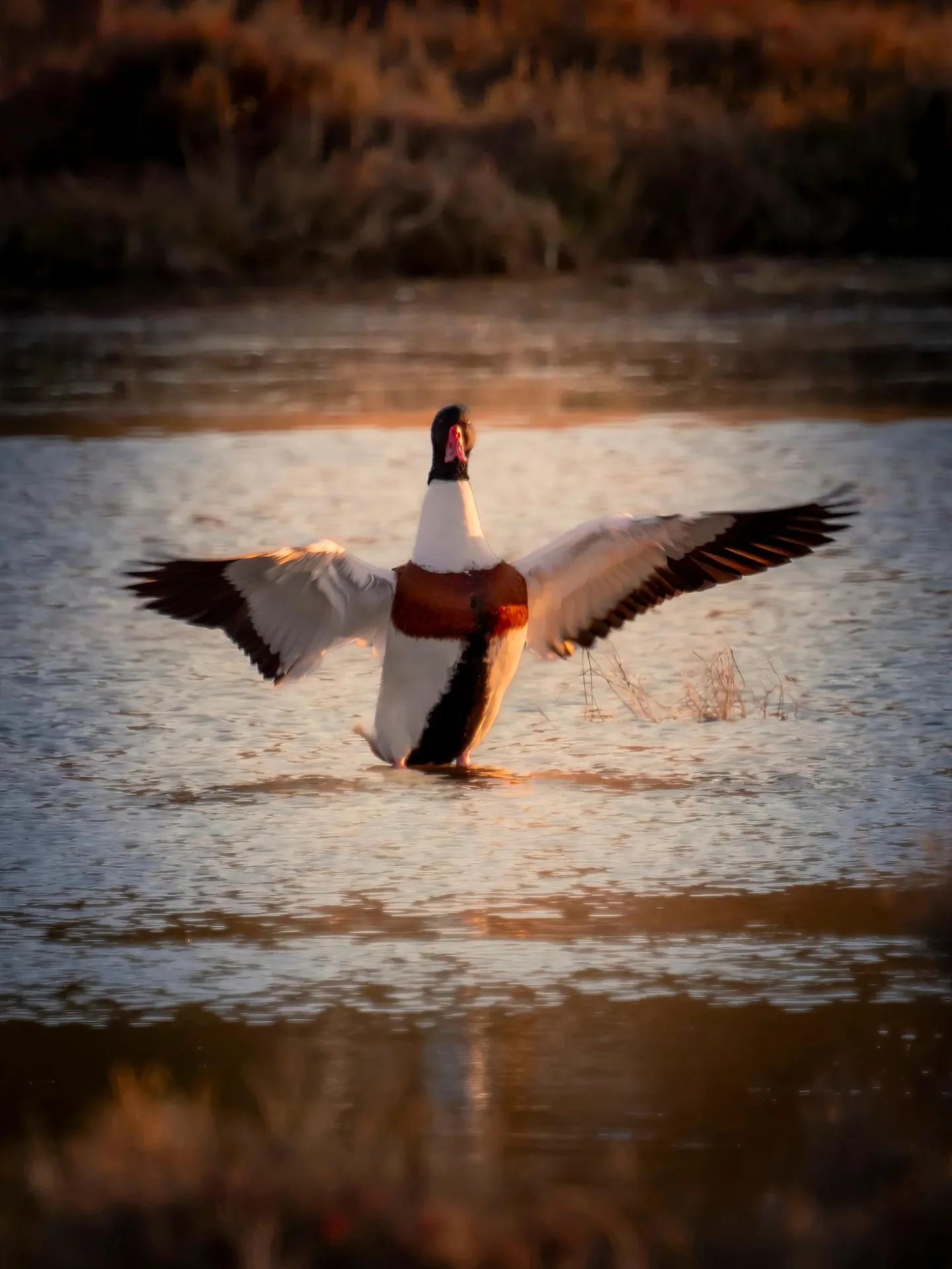 Tadorne de Belon déployant ses ailes sur l'eau en lumière dorée