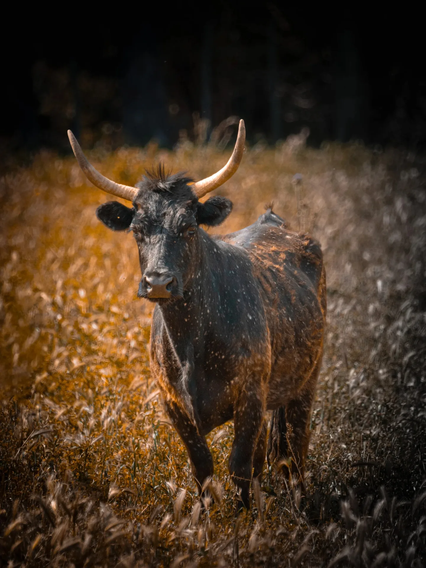Taureau noir à cornes dans les hautes herbes en lumière dorée
